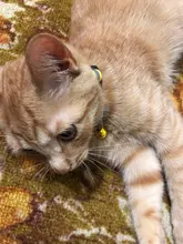 Seguridad Breakaway Cat Collar de perro correa de Nylon reflectante gatito cachorro mascota con campana de colores cachorro mascota Correa Accesorios