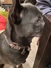 Leash Pet-Training-Collars French-Bulldog Dogs Durable Strong Handle Nylon with Large