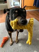 Pet-Toys Cleaning-Rope Puppy Chew Small Dog Animals-Shape Funny Teeth Cotton for Big