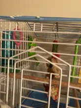 Parrot-Feeder Cage-Accessories Pet-Bird-Supplies Plastic Vegetable-Holder Food-Container