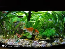 Aquarium Lighting Lamp Submersible-Light Fish-Tank Underwater 24-54CM