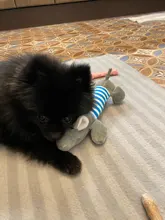 Perro de peluche juguete mordedores de juguete con sonido para perros para todos los cachorro juguete sonoro mascotas lindo elefante pato cerdo juguetes de peluche para mascotas