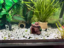 Accessorie Aquarium-Equipment Landscaping-Decoration Glass Fish-Tank Resin Artificial