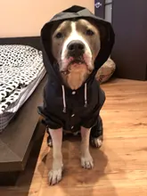 Jacket Rain-Coat Labrador Alaska Puppy-Doberman Waterproof Dogs Large Medium Husky TLC02