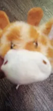 Peluche suave de cebra con sonido de tigre para mascotas, juguete para mascotas