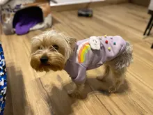 Cute Pet Dog Clothes Puppy sweater T-shirt Shirt Cute Rainbow printing Pajamas Cat 