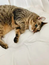 Tipi de Gato con cojín y pizarra para perros, carpa portátil para perros y casas de mascotas, tienda plegable de lona de madera para mascotas, cama para animales pequeños