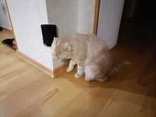 Comb Brush Cat-Product Cat-Massage Self-Groomer Corner Tickling The-Face with Rubs