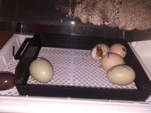 La más nueva máquina incubadora incubadora de incubadora de granja 4-35 incubadoras de huevos precio barato incubadora automática de huevos de pollo incubadora de codornices de aves