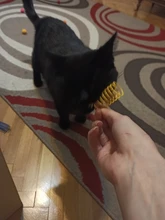 10Pcs Cute Cat Spring Toys Wide Durable Heavy Gauge Plastic Colorful Springs Cat Toy