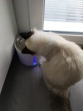 Dispenser-Container Fountain Cat-Bowl Water-Level-Display Electric-Water-Feeder Dogs