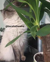 Cat-Bowls Products Pet-Food Raised-Stand Pet-Supplies Cats-Dogs-Feeders Non-Slip Double