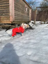 Dog Costumes Rain-Coat Waterproof Jacket Puppy Pet-Dog 4-Color Pet-Supplies XS-XXL Hot