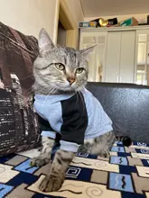 Cartoon Cat Costume Cute Cozy Pet Clothes for Cats Katten Kedi Hoodie Mascotas Mascotas