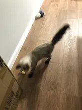 Mini juguetes de lana suave para gatos y gatos, ratón falso, pluma colorida, juego de entrenamiento divertido, suministros para Mascotas y Cachorros