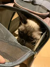 Carrier-Bag Pets-Handbag Pet-Puppy Dog Chihuahua Breathable Mesh Cat