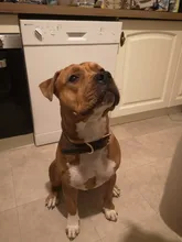 Pawstrip grabado Collar de perros de piel sintética Etiqueta de mascota Collar para perros Bulldog francés Pitbull, perro grande Collar de cachorro.