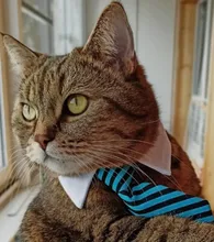 Pajarita a rayas para perro y gato, Collar ajustable para mascotas, corbata blanca para perro, y boda para fiesta, 2020