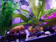 Aquarium-Decoration SHELTER-HOUSE Fish-Tank-Decor Simulation-Stone Fish-Shrimps Ceramic