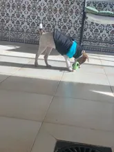 Ropas impermeables para perro para perros pequeños de invierno cálido abrigo para perros ropa de perro grande cachorro Pug chaleco Bulldog francés chaqueta para Chihuahua
