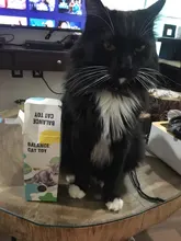 Vaso Swing juguetes para gatos gato interactivo equilibrio coche gato juguete de persecución con Catnip para mascotas productos para Dropshipping. Exclusivo.