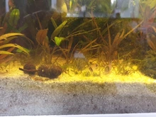 Fish-Tank Aquarium Shrimp Food Natural-Spinach Crystal Red 35g Mixed-Ingredient Hotest