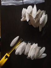 Cuttlefish Products Birds Tortoise Bone Chew-Toy Parrot Health-Care for Pet-Budgie Reptiles