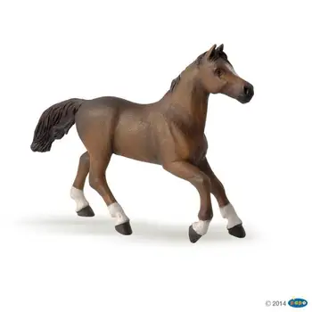 

Mare Anglo Arab-PAPO