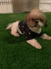 Pet-Dog-Clothes Jacket Coat Puppy Dogs Chihuahua Cotton for Warm Thick And Thin