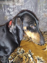 Leash Rope Pet-Collar Wholesale Lined Pet-Supplies Colorful New TECHOME Polypropylene