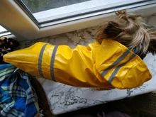 Rain-Coat Hoody Puppy Waterproof-Jackets Dogs Wholesale Outdoor Summer Pet for Cats Apparel