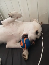 Ball Chew-Toy Rubber Puppy Pet-Dog Play Sound HOOPET Funny Squeaky Small Big Dog Outdoor