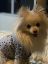 Ropa de lujo para perro, pijama para perro, ropa para perros medianos y pequeños, abrigo, chaqueta de Bulldogs de Chihuahua, 20D
