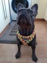 Arnés de Mascota para Bulldog Francés, correas pequeñas y medianas para perros, chaleco de cachorro francés, correa de plomo para perro que camina, productos para mascotas