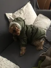 Chaqueta con capucha para gatos domésticos y perros, abrigo cálido para invierno, para perros medianos y pequeños, Chihuahua, ropa ligera