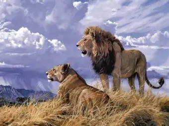 

Painting on the numbers on the cardboard "pride" 30x40 color kit ks031