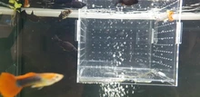 Production-Box Aquarium-Box Isolation-Net Tropical-Fish-Breeding-Box Fish-Tank Acrylic