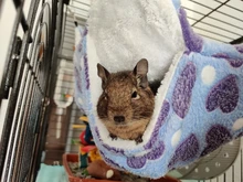 Hammock Hamster Squirrel-Sleeping-Bag Ferret Guinea-Pig Rabbit Double-Mezzanine Nests