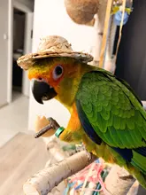Sombrero tejido de paja hecho a mano, accesorio ajustable para pájaros y loros, 1 unidad