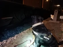 Bungee-Leash Collar German Shepherd Dogs Elastic Military Tactical Nylon for Large