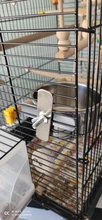 Jaula colgante de acero inoxidable para pájaros alimentador de comida bebida para periquito, Lovebird