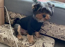 Clothing Sweater Pet-Outfit Small Dogs Classic Soft Winter For Dog Chihuahua Ropa Perro