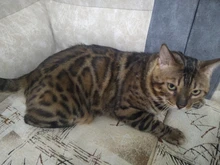 Collar de perro ajustable productos para mascotas Collar para perro arnés correa de liberación rápida Rhinestone Bling de cuero de la PU 1 PC