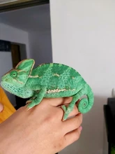 Comedero para reptiles, doble caja, alimentación de agua, Araña, cuenca, cría de insectos y tortugas