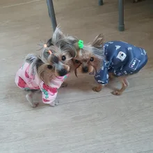 Ropa para mascotas, abrigo estampado bonito para perros pequeños, gatos, Chihuahua, Shih, Tzu, Primavera