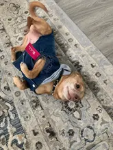 Ropa vaquera de XS-2XL para perro, abrigo para perros, ropa de cachorro, pantalones vaqueros para perro, chaqueta, chaleco abrigo para perro, trajes para cachorro, ropa para gato