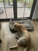 Cama de algodón para perros y gatos de diferentes tamaños, nido de lana suave, impermeable para mascotas domésticas, de 8 colores cálidos y acogedores, de tamaños (S-3XL), de otoño e invierno