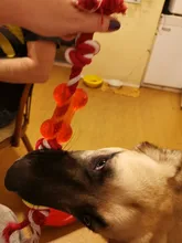 Cuerda para perro de compañía de algodón para masticar, juguete para mascotas con forma de bola de hueso, nudos, limpieza de dientes para perros pequeños, medianos y grandes, 5 tipos