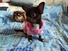 Dog-Sweater Puppy Jumperpet Dogs Medium Warm Cat for Small Jacket Hoodie Hearts