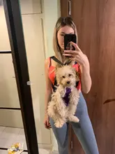 Gato bolsa frente mochila portador de chihuahua de perro de peluche mochila perros pequeños de mascotas productos para mascotas perros chien